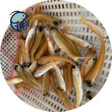 水產品草魚苗批發(fā)市場探秘 玉溪鯇魚與金絲草魚苗的農副產品銷售新趨勢