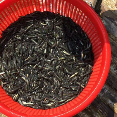 新余烏鱧魚苗優(yōu)選——明輝水產專業(yè)批發(fā)指南