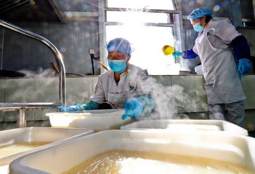 甘肅張掖 粉皮面筋走俏市場，農副產品銷售新引擎
