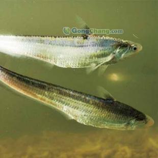 長江刀魚批發首選，劉興水產專注高品質農副產品供應